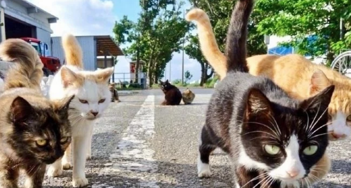猫占领了人类大城市！数十万猫暴露街头，人们束手无策