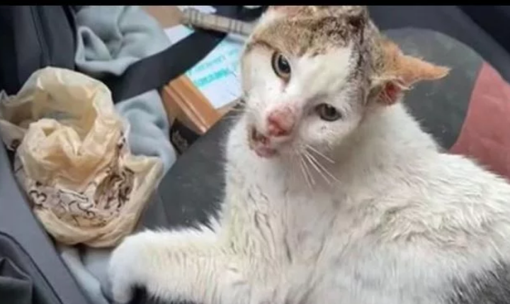 男子救下被罐头卡住头的猫,却反而被它凶 男子救下被罐头卡住头的猫,却反而被它凶