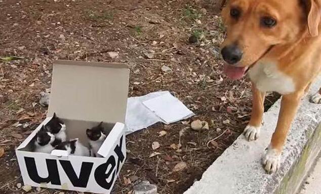 狗狗照顾新生奶猫,紧张到僵硬,直到被小爪子抱住了舌头! 狗狗照顾新生奶猫,紧张到僵硬,直到被小爪子抱住了舌头!
