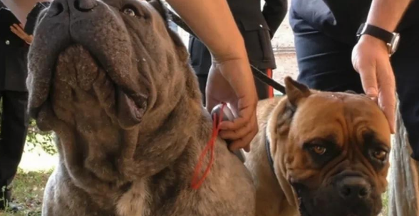 为了卖价剪短幼犬耳朵尾巴！意大利抓获一大型犬类走私团伙