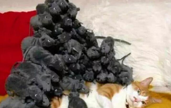 猫咪睡觉正舒服，突然感觉身上有些不对，睁眼一看快出喵命了