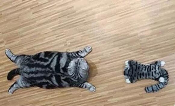 主人买回一只猫玩偶，家猫的反应太逗了小朋友你是否有很多问号