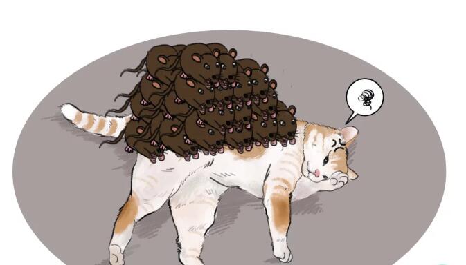 猫咪睡觉正舒服，突然感觉身上有些不对，睁眼一看快出喵命了