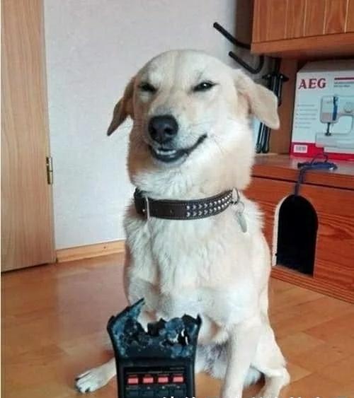 狗狗讨好主人的方式好萌，哈哈