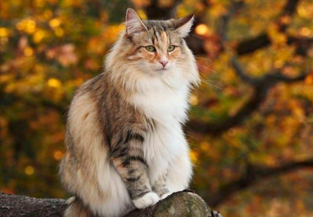 高冷有洁癖的猫主子,居然会对铲屎官的臭脚感兴趣! 高冷有洁癖的猫主子,居然会对铲屎官的臭脚感兴趣!