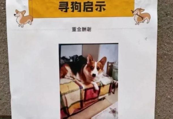 狗主人回应寻狗送房产：打印店搞错