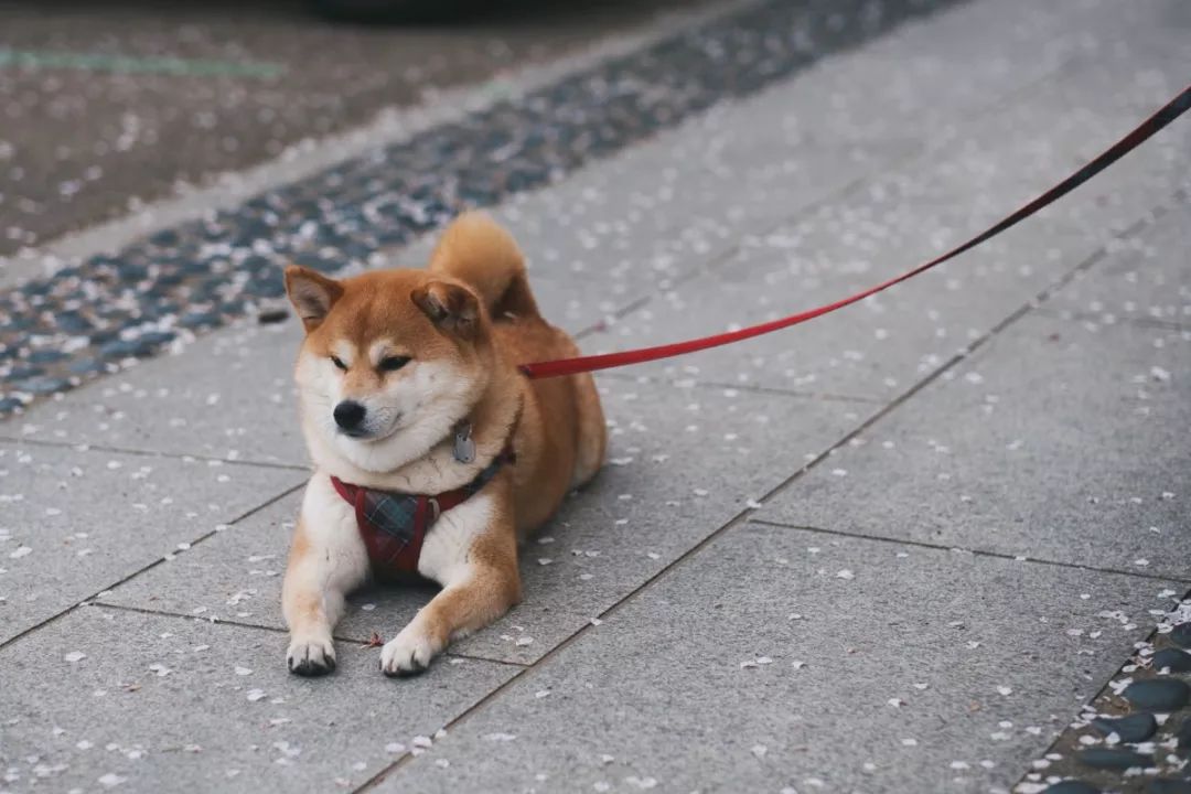 铲屎官必须知道|别让爱犬被一个喷嚏杀死！
