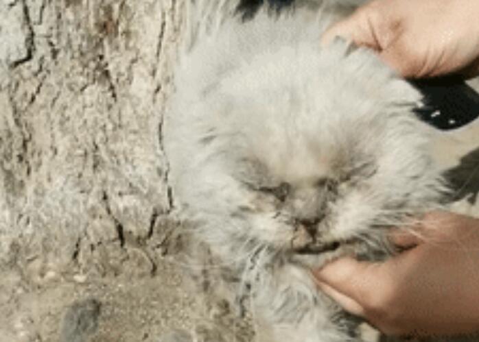 猫咪被扔在路边沦为熊孩子玩物,往眼睛里塞沙子却一动不动... 猫咪被扔在路边沦为熊孩子玩物,往眼睛里塞沙子却一动不动...