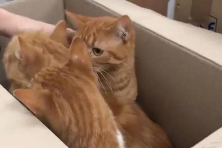 好心人在路边听到微弱猫叫，密封纸箱打开后，里面竟是11只小猫