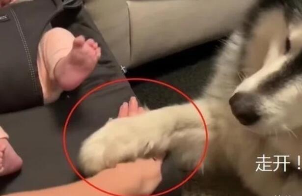 女主人告诉大狗狗,小宝宝是它们的妹妹,没想到不让人碰了 女主人告诉大狗狗,小宝宝是它们的妹妹,没想到不让人碰了