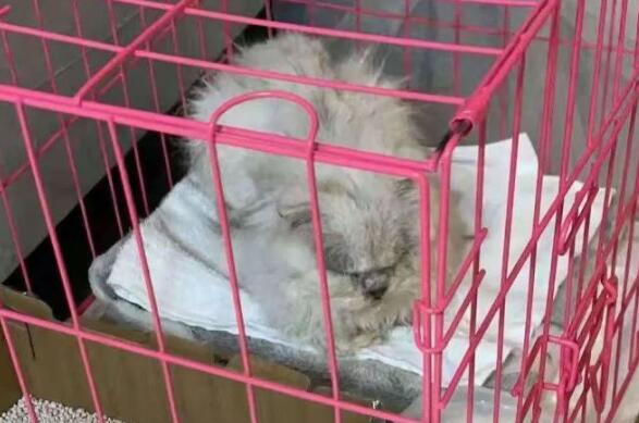 猫咪被扔在路边，沦为熊孩子玩物，往眼睛里塞沙子，而它却……