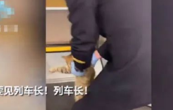 猫咪逃票到高铁上,被乘务员当场捉拿! 猫咪逃票到高铁上,被乘务员当场捉拿!