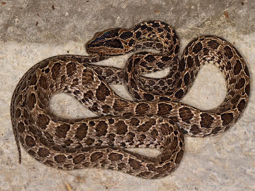 繁花林蛇的科普小知识不来看看吗