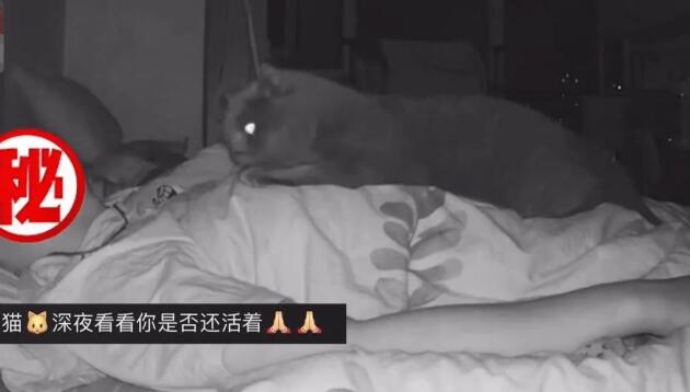 男子每天起床都觉得很累，查看监控发现是只猫：看看你是否还活着
