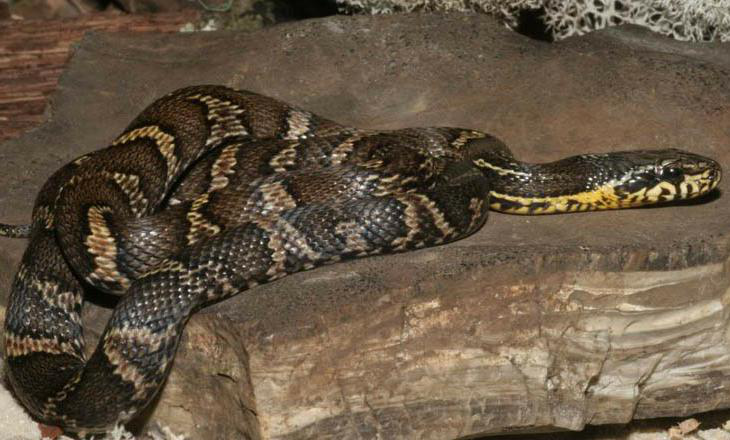 被称作大家闺秀的赤峰锦蛇快来看看吧