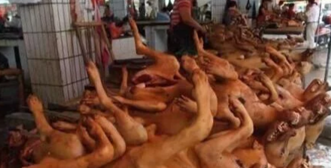偷狗贼为何如此猖狂，到底该不该杜绝吃狗肉