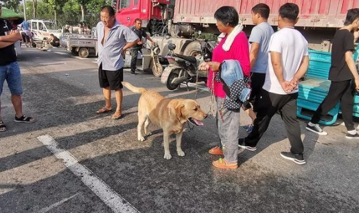 农村狗市价格便宜,河南客户整车采购:买狗方式与众不同 农村狗市价格便宜,河南客户整车采购:买狗方式与众不同