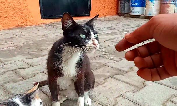 流浪猫上门求助，亲自送来4只小猫，它却转身离去