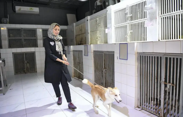 沙特妇女建立宠物收容所,为三千被遗弃宠物寻找新家 沙特妇女建立宠物收容所,为三千被遗弃宠物寻找新家