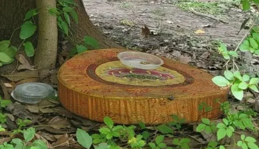 白天到处流窜，深夜叫声刺耳！小区里野猫成群，要怪有人搭猫舍、喂猫粮？4