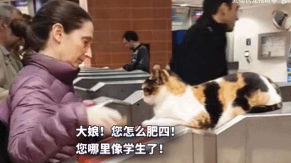 猫咪逃票到高铁上,被乘务员当场捉拿! 猫咪逃票到高铁上,被乘务员当场捉拿!