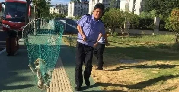 今起，一场违法养犬整治行动开始~