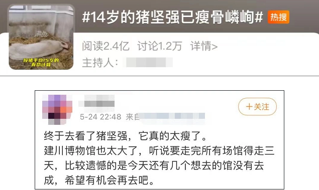 14岁高龄“猪坚强”离世，遗体已被冰冻