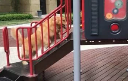 金毛不敢玩滑梯,主人假装晕倒,狗子冲上滑梯救主人 金毛不敢玩滑梯,主人假装晕倒,狗子冲上滑梯救主人