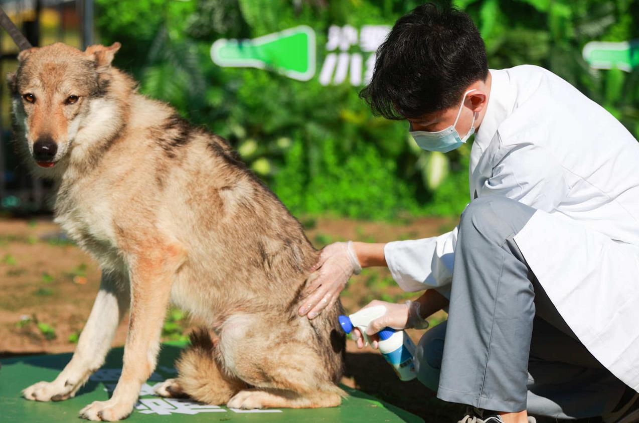 人犬合作征战障碍赛!狗巴迪勇士赛首站登陆北京 人犬合作征战障碍赛!狗巴迪勇士赛首站登陆北京