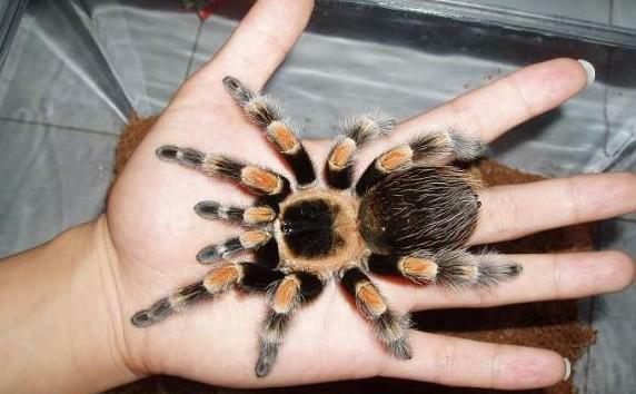 东非角巴布的小科普快来看看吧