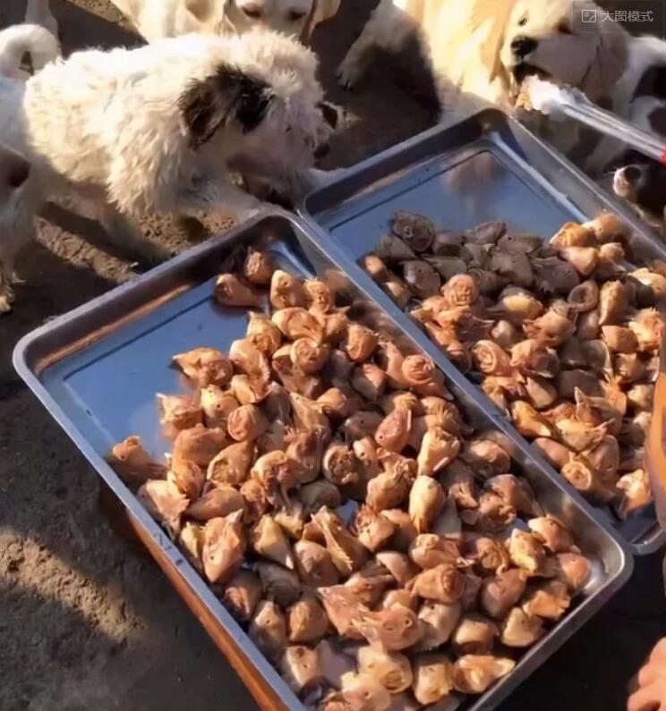 动保志愿者割下数百鸡头喂狗，小狗吃的嘎嘣脆，爱狗人士激动哭了