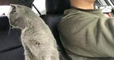 主人正在开车,猫咪突然伸爪搭肩,谁注意到后座猫的表情 主人正在开车,猫咪突然伸爪搭肩,谁注意到后座猫的表情