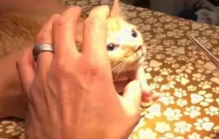 8周大的小奶猫总爱流鼻涕,主人带去医院,抓住元凶 8周大的小奶猫总爱流鼻涕,主人带去医院,抓住元凶