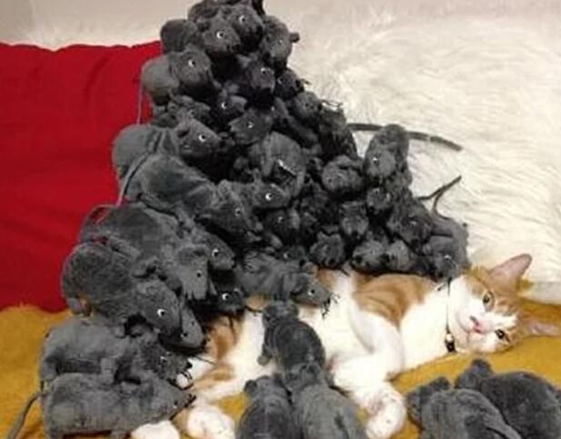 猫咪睡觉正舒服，突然感觉身上有些不对，睁眼一看快出喵命了