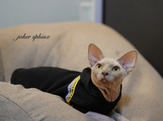 5种宠物猫一旦被抛弃，在外生存不了几个月，网友：丢啥都不丢它&nbsp;3