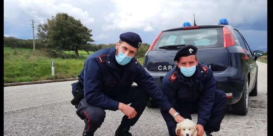 狗妈死在了路边上,2个月大的小狗寸步不离守了3天,谁也不能靠近3 狗妈死在了路边上,2个月大的小狗寸步不离守了3天,谁也不能靠近3