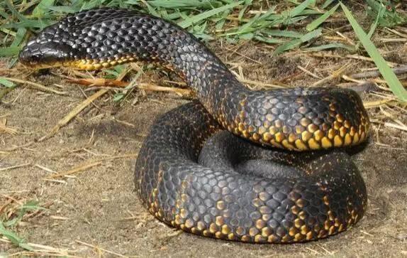 关于虎蛇的科普小知识快来了解一下吧