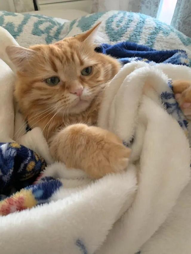 “担心猫咪太热，让它一直待在空调房，结果它病了！”