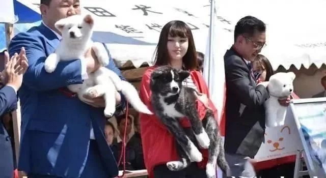 80斤柴犬喜欢熊抱,日本小姐姐险些被压伤 80斤柴犬喜欢熊抱,日本小姐姐险些被压伤