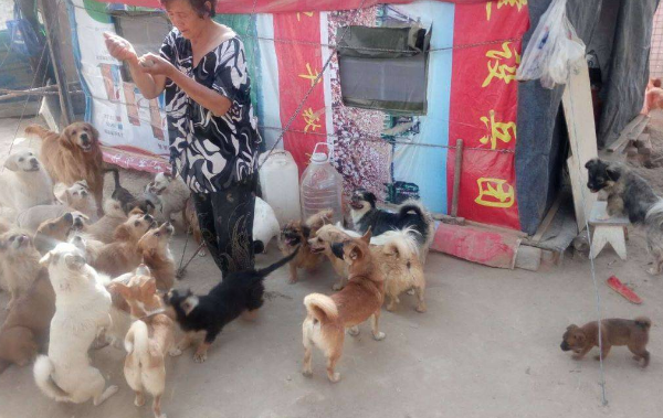救过数千只狗的7旬老人，如今抱狗求人模样让人泪目...
