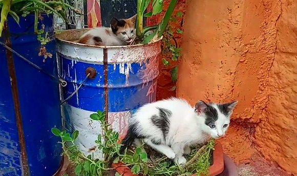 流浪猫上门求助，亲自送来4只小猫，它却转身离去