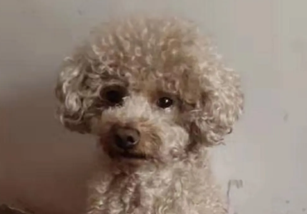 为了找到爱犬，她已先后悬赏5万！
