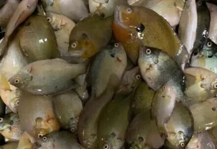 太阳鱼“入侵”四川靠吃解决？守护国门生物安全人人有责！