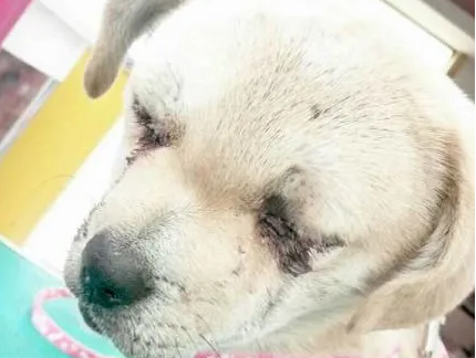 曾经救过无数次人的狗狗，如今却有人要“毒”死！