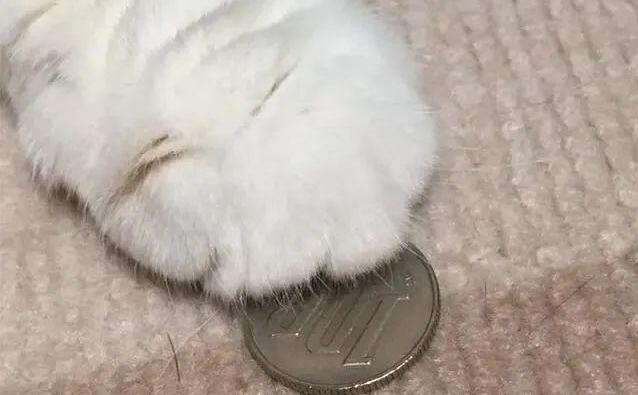 可爱猫咪爪子下藏硬币想占为己有，不料被主人发现只得乖乖上交