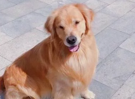 金毛不敢玩滑梯,主人假装晕倒,狗子冲上滑梯救主人 金毛不敢玩滑梯,主人假装晕倒,狗子冲上滑梯救主人