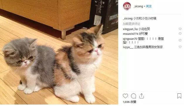 王思聪斥重金买鸭子,新的宠物届“名媛”要诞生了吗? 王思聪斥重金买鸭子,新的宠物届“名媛”要诞生了吗?