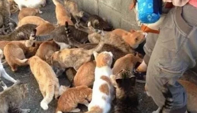 猫占领了人类大城市！数十万猫暴露街头，人们束手无策