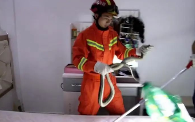 床头惊现2米大蛇!女子半夜被蛇打呼噜吵醒... 床头惊现2米大蛇!女子半夜被蛇打呼噜吵醒...