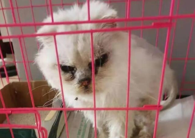 猫咪被扔在路边,沦为熊孩子玩物,往眼睛里塞沙子,而它却…… 猫咪被扔在路边,沦为熊孩子玩物,往眼睛里塞沙子,而它却……
